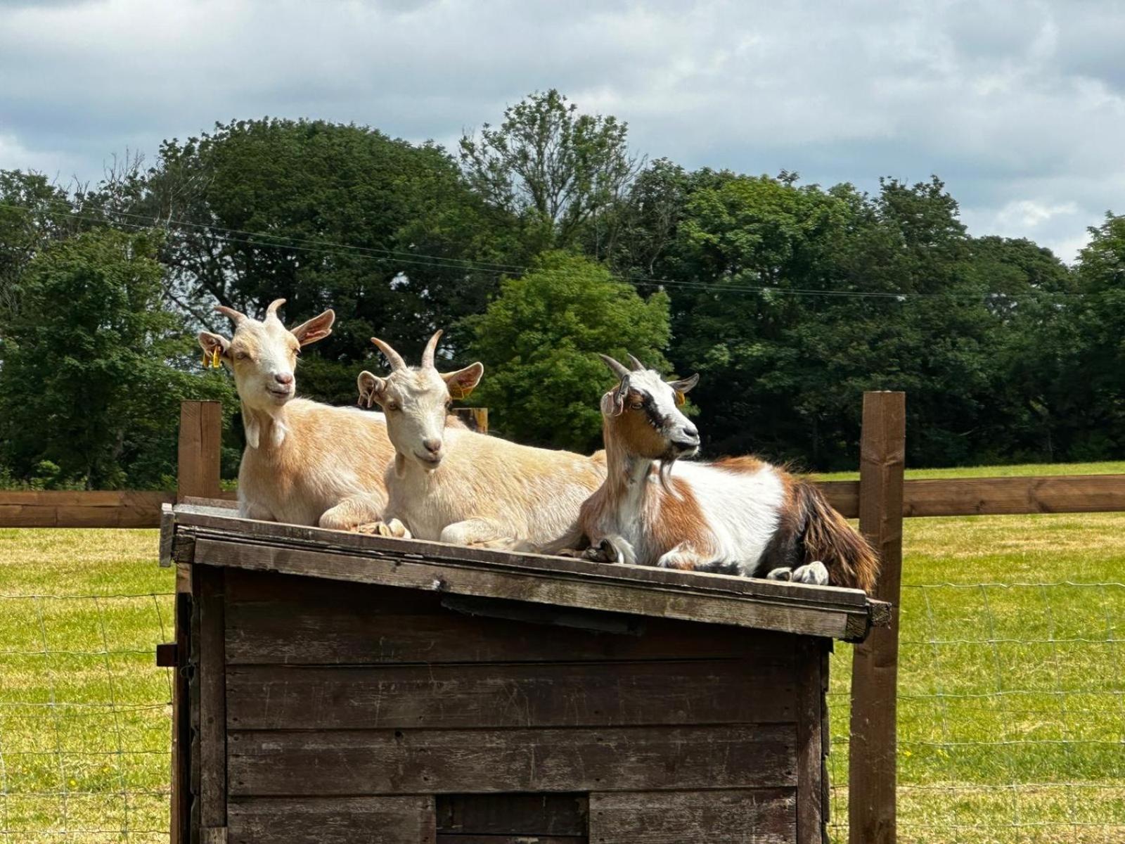 Готель Stags Hide Minwear Екстер'єр фото